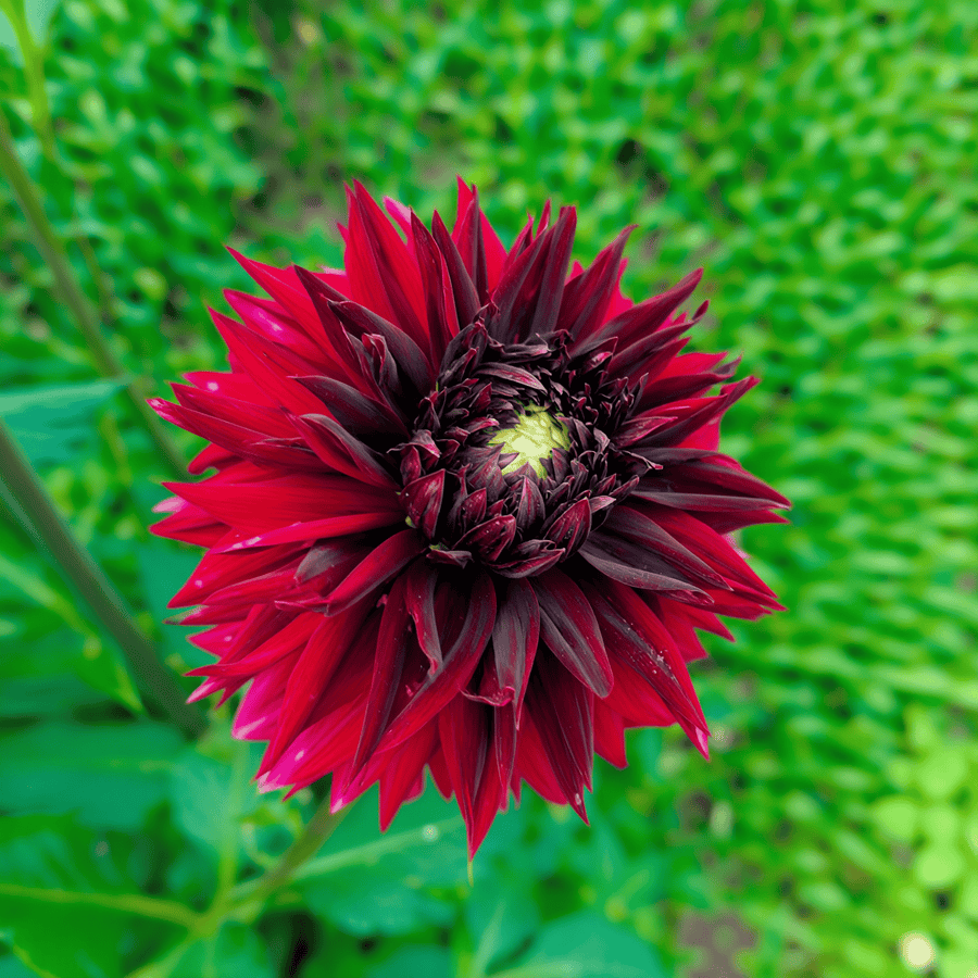 Dahlia Black Touch