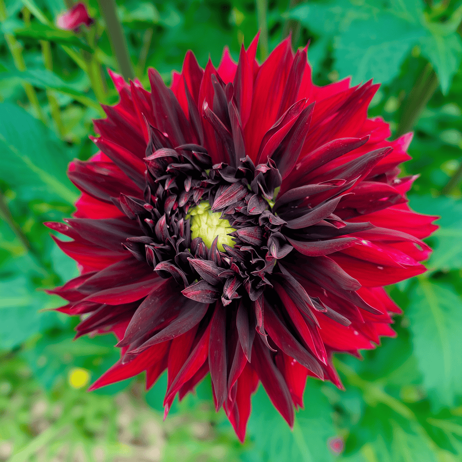 Dahlia Black Touch