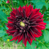 Dahlia Black Touch