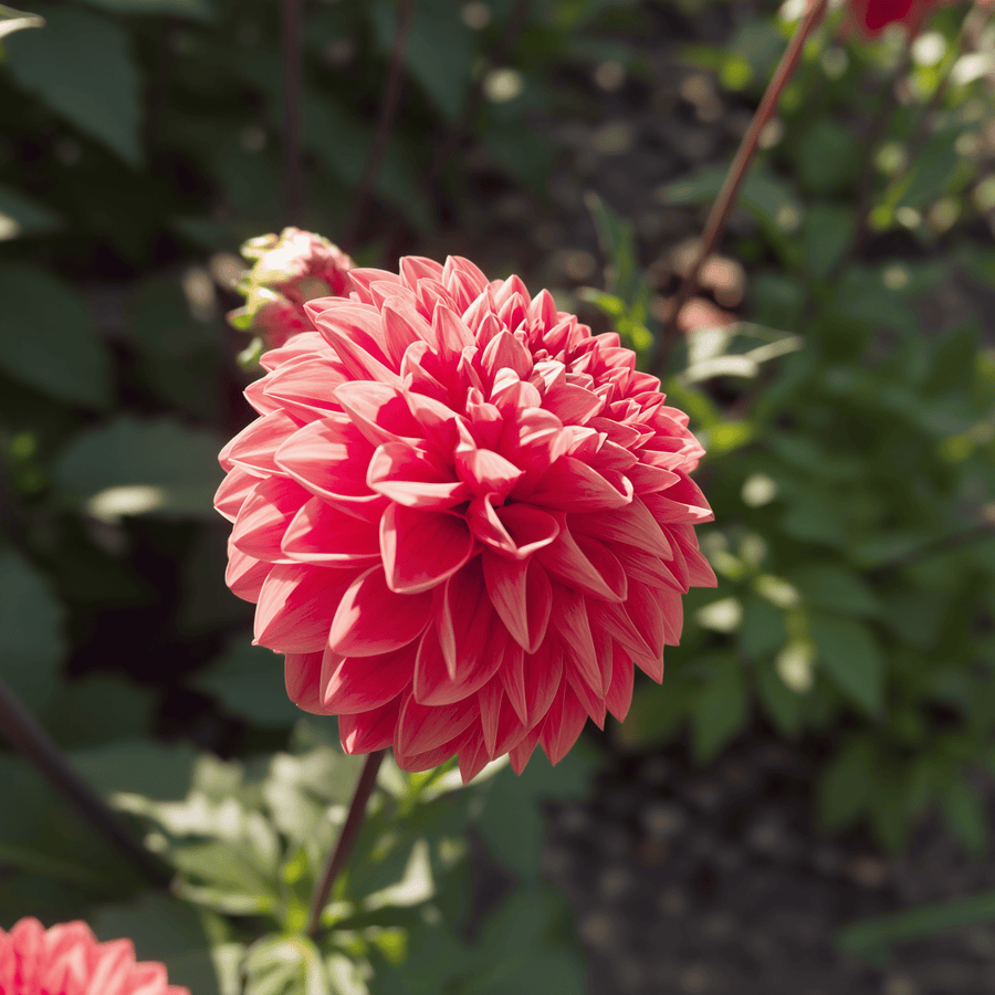 Dahlia Blitzer
