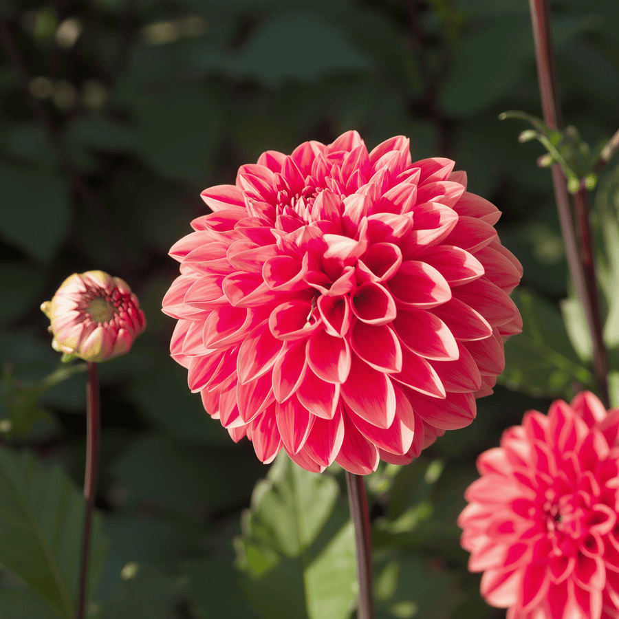Dahlia Blitzer