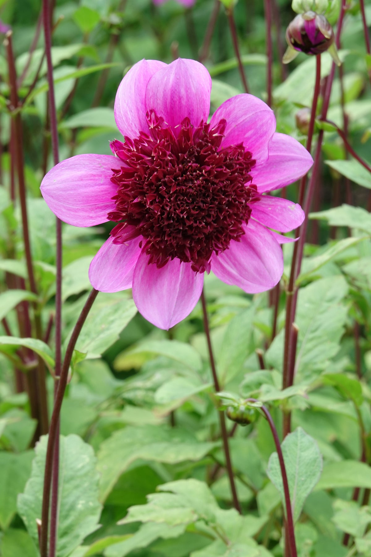 Dahlia Blue Bayou