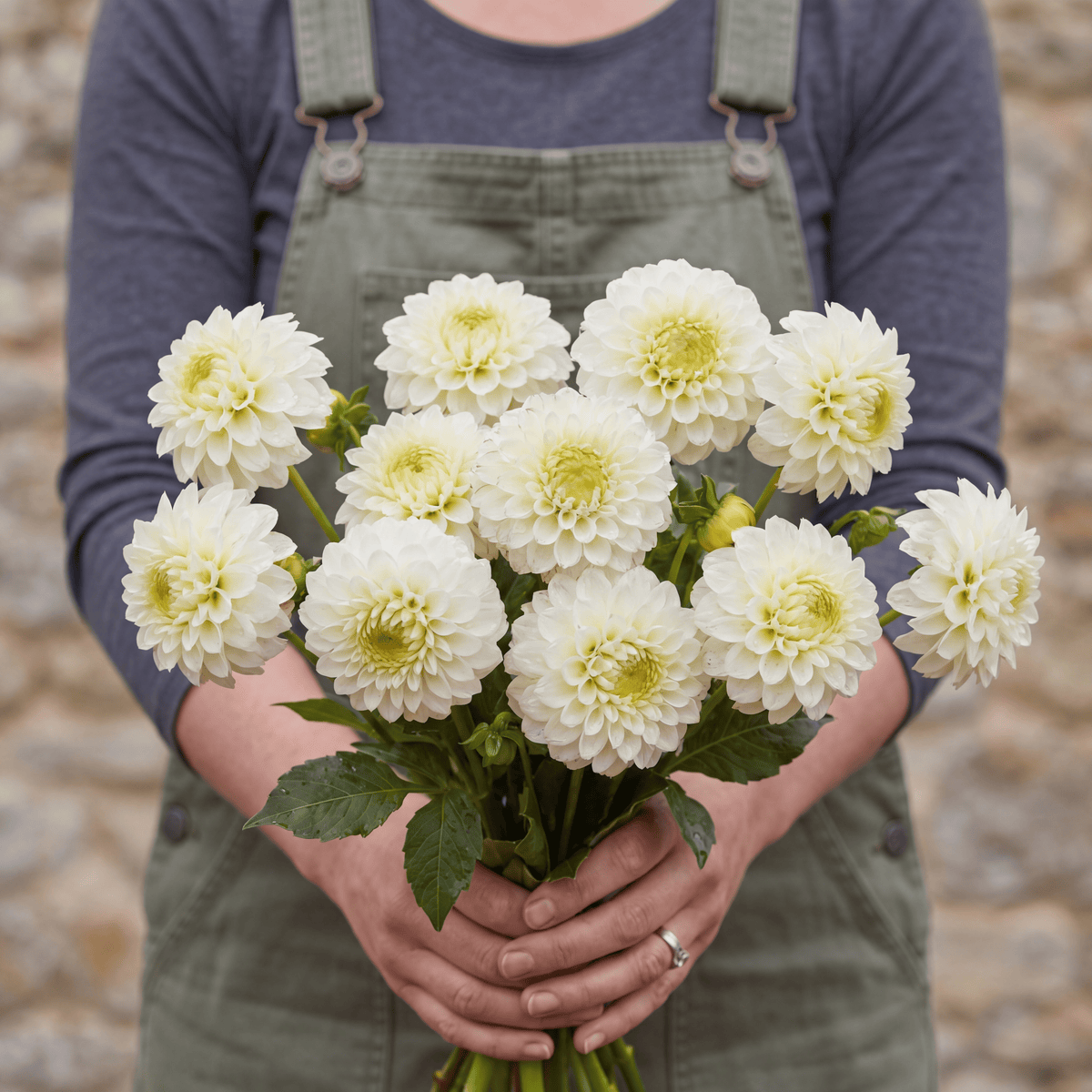 Dahlia Caro