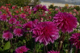 Dahlia Cartouche