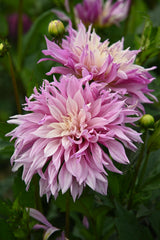 Dahlia Labyrinth Twotone