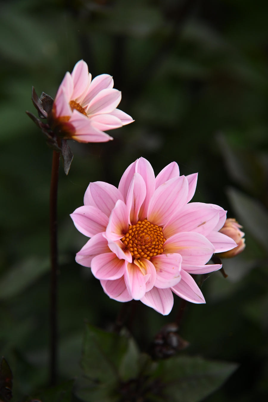 Dahlia Bishop of Leicester