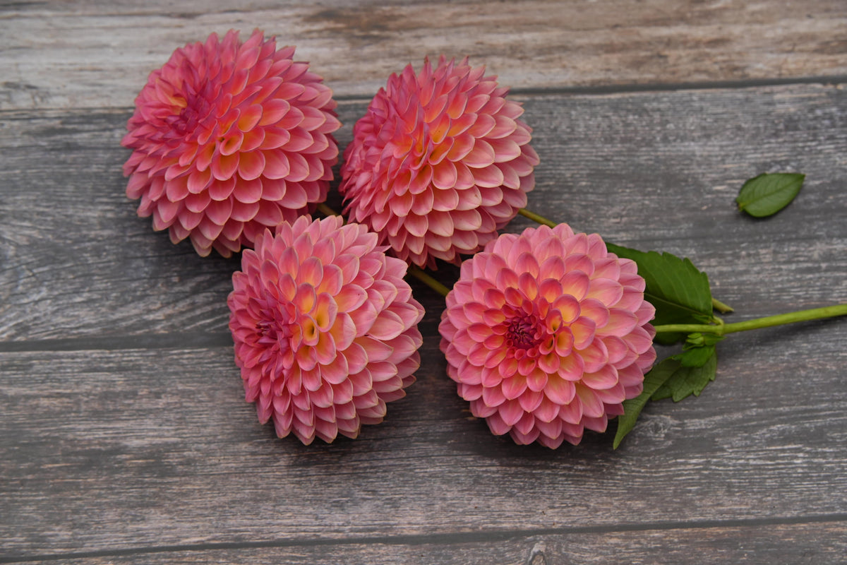 Dahlia Jowey Winnie