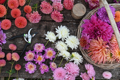 Cut flower