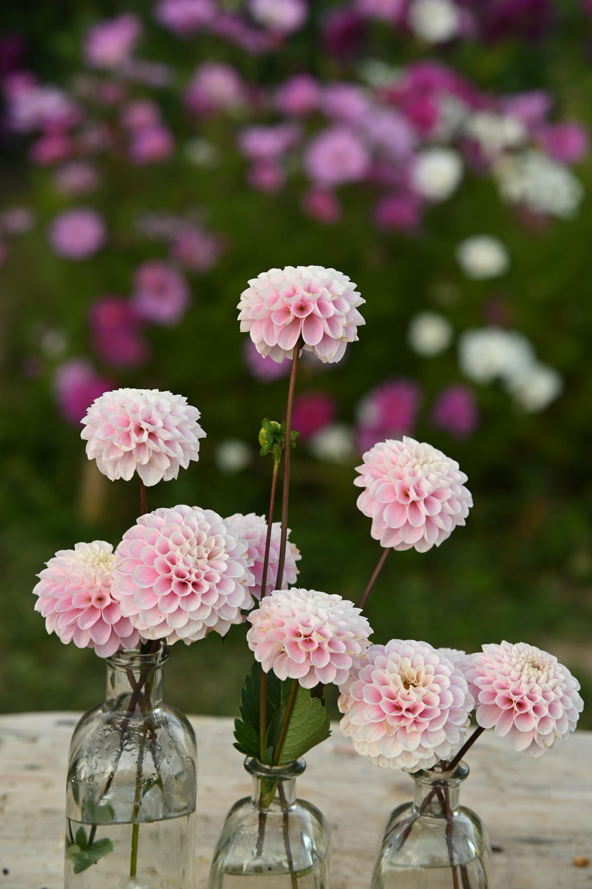 Dahlia Wizard of Oz