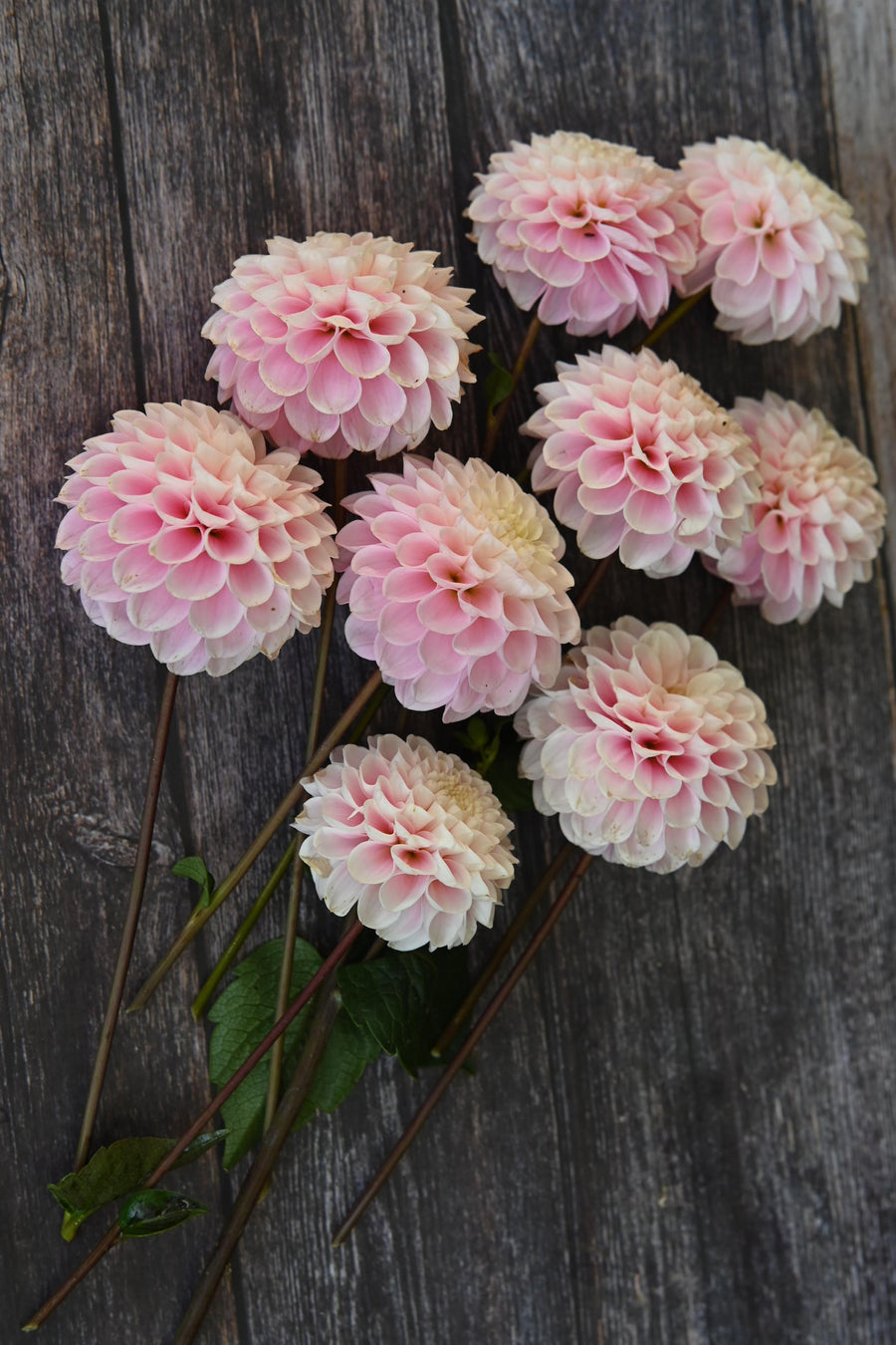 Dahlia Wizard of Oz