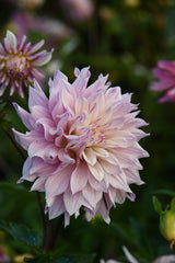 Dahlia Labyrinth Twotone