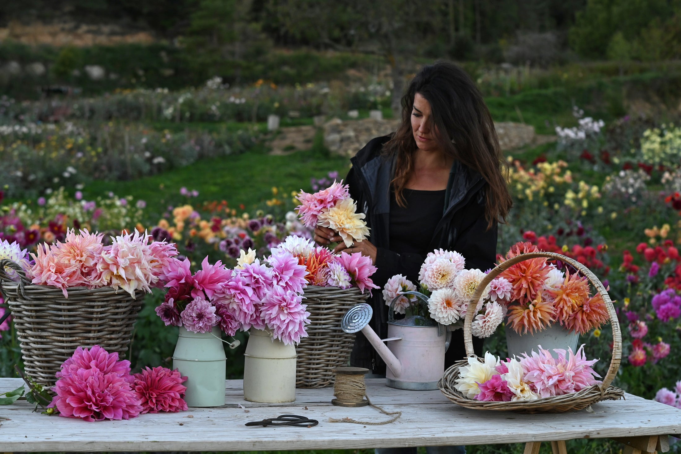 Cut flower bulbs