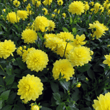 Dahlia American Sun