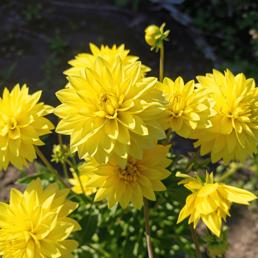 Dahlia American Sun