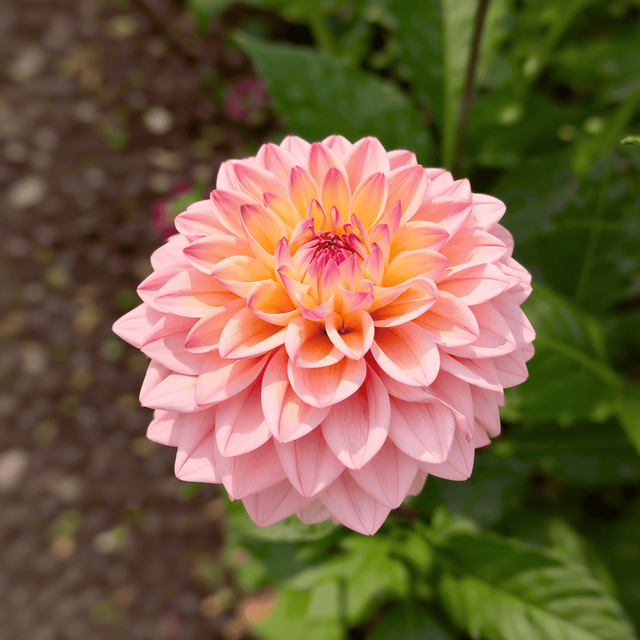 Dahlia Princesse Elisabeth
