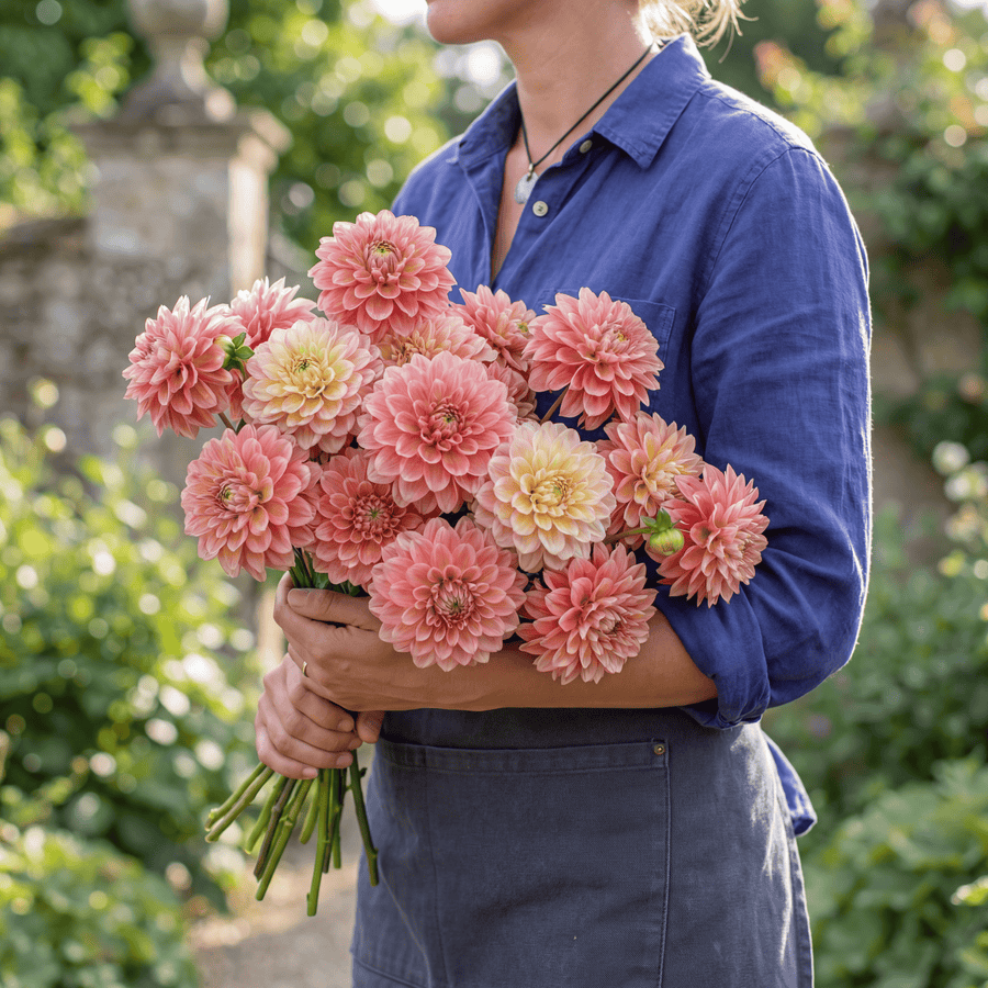 Dahlia Princesse Elisabeth