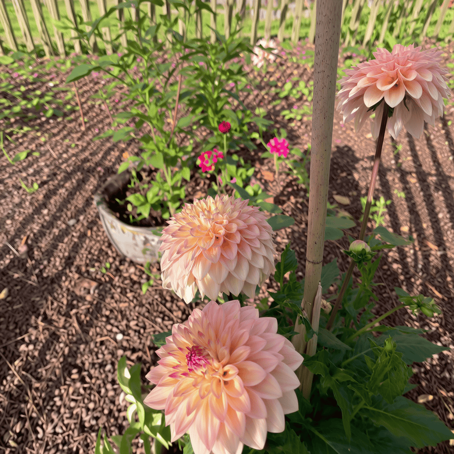 Dahlia Princesse Elisabeth