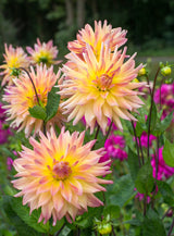 Dahlia Cabana Banana