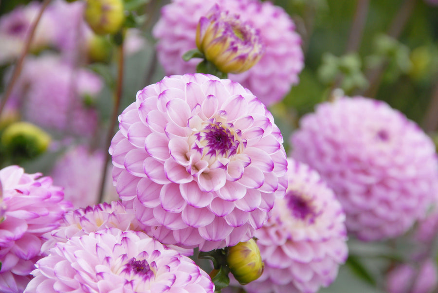 Dahlia Genova