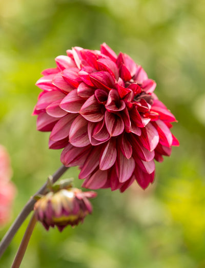 Dahlias