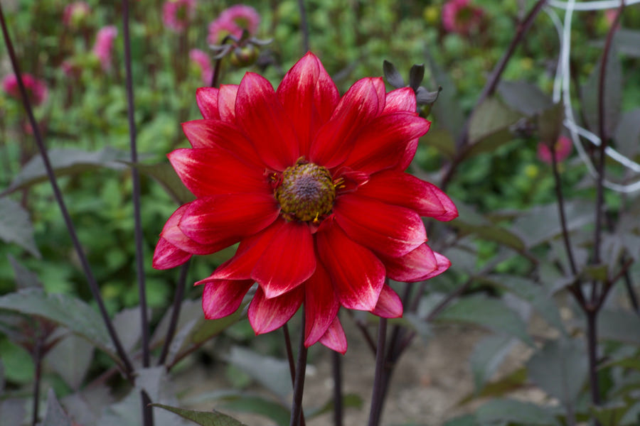 Dahlia Darkarin