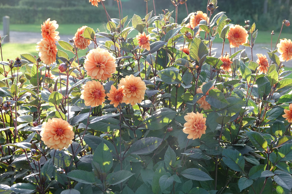 Dahlia David Howard