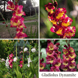 Gladiolus Summer Garden Collection