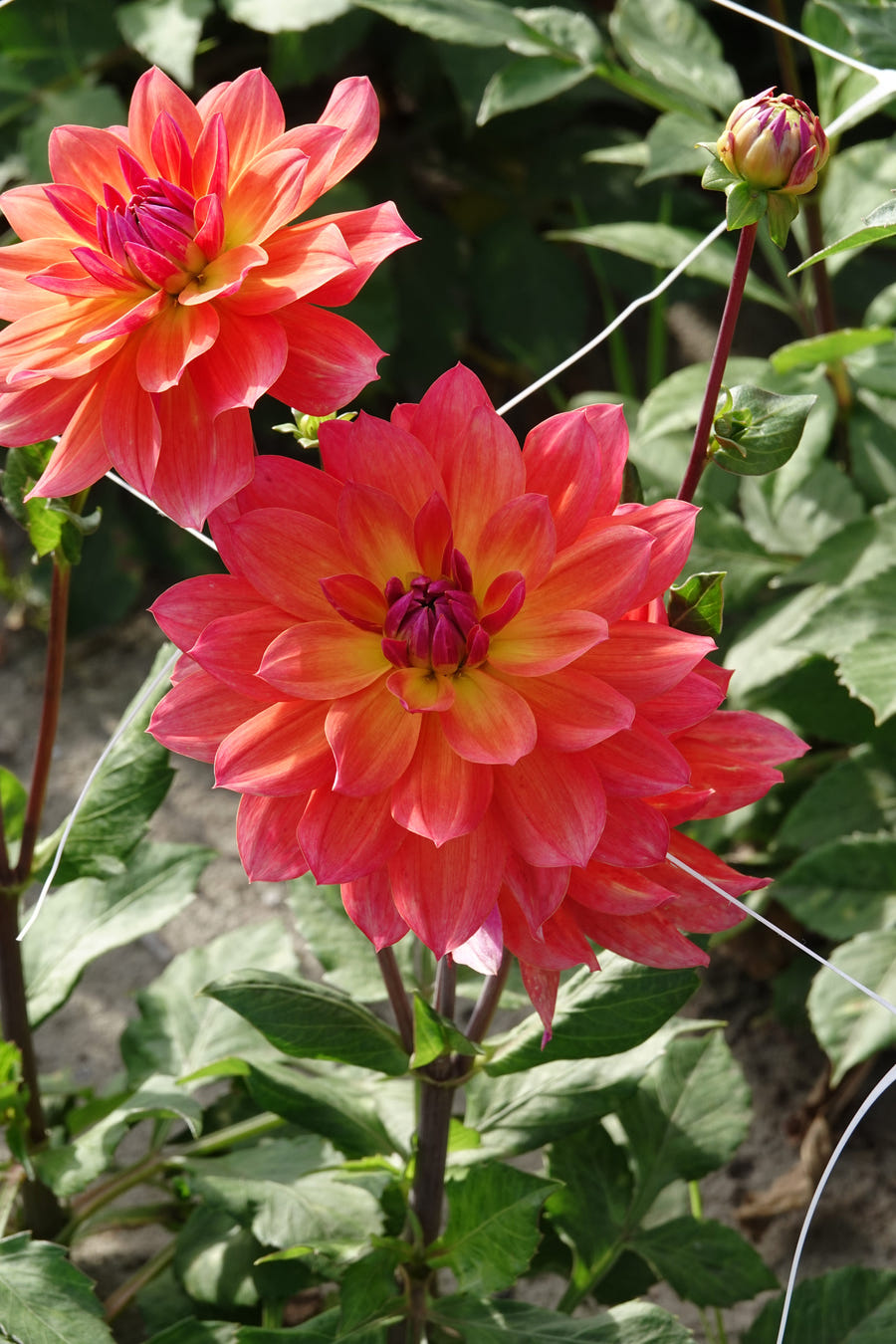 Dahlia Firepot