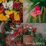 Freesia Summer Garden Collection