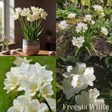 Freesia Summer Garden Collection