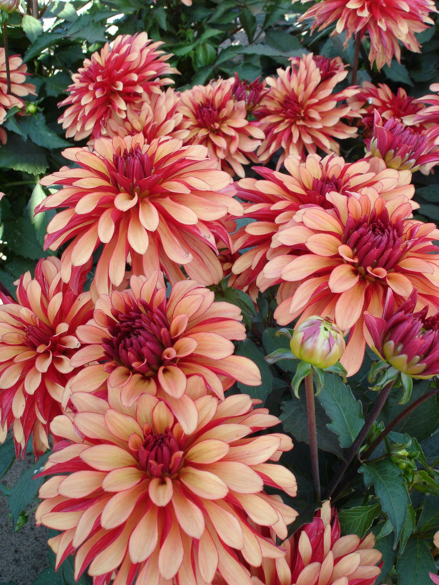 Dahlia Art Deco