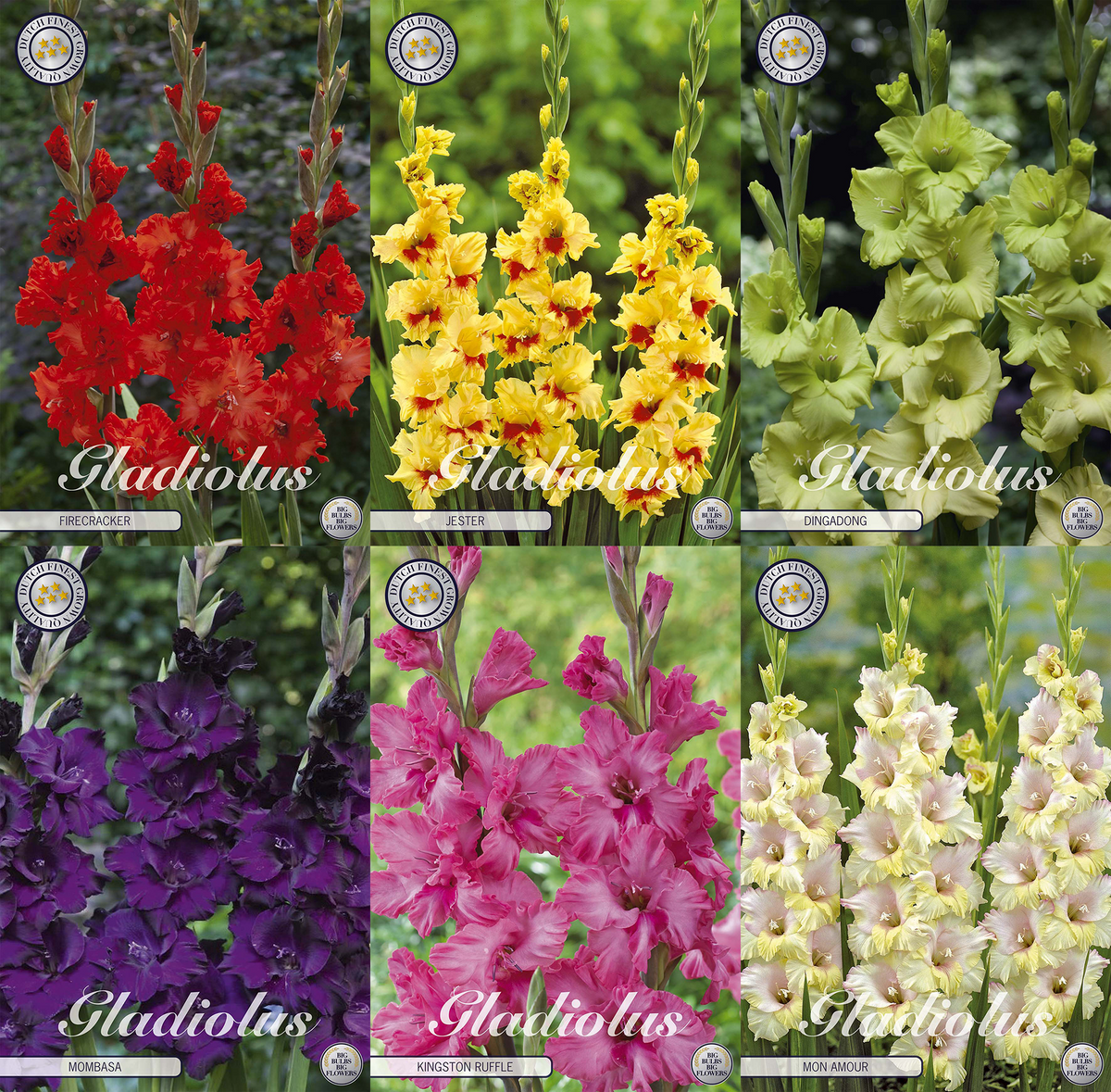 Gladiolus Classic Heights