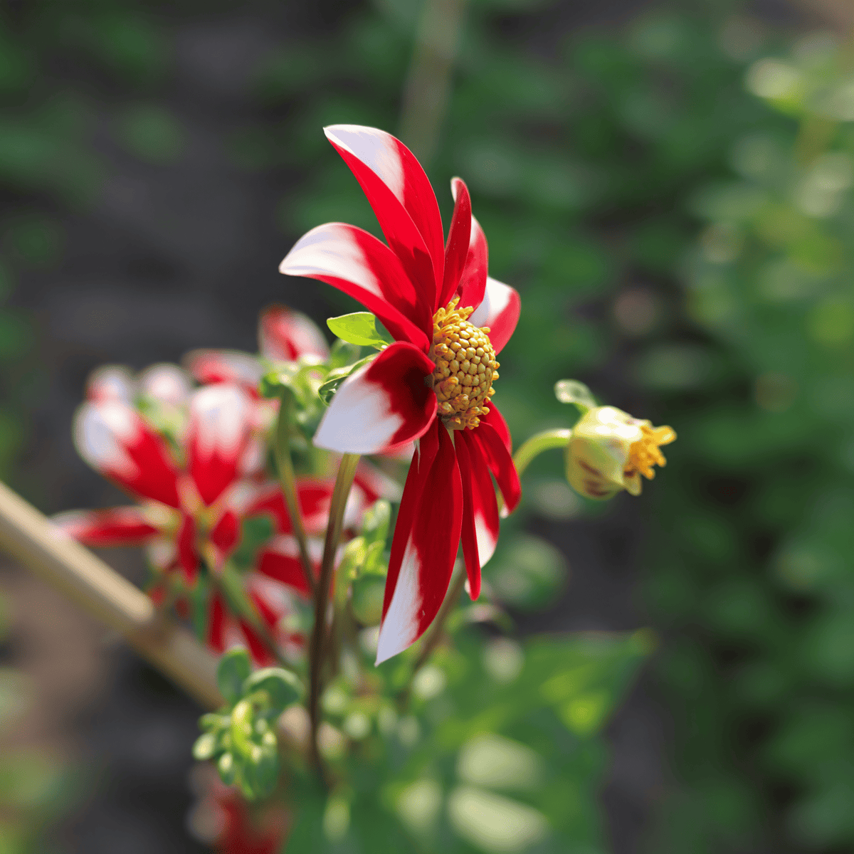Dahlia Honka Red Windmill