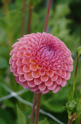 Dahlia Jowey Winnie