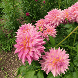 Dahlia Kidds Climax
