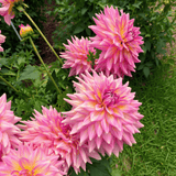 Dahlia Kidds Climax
