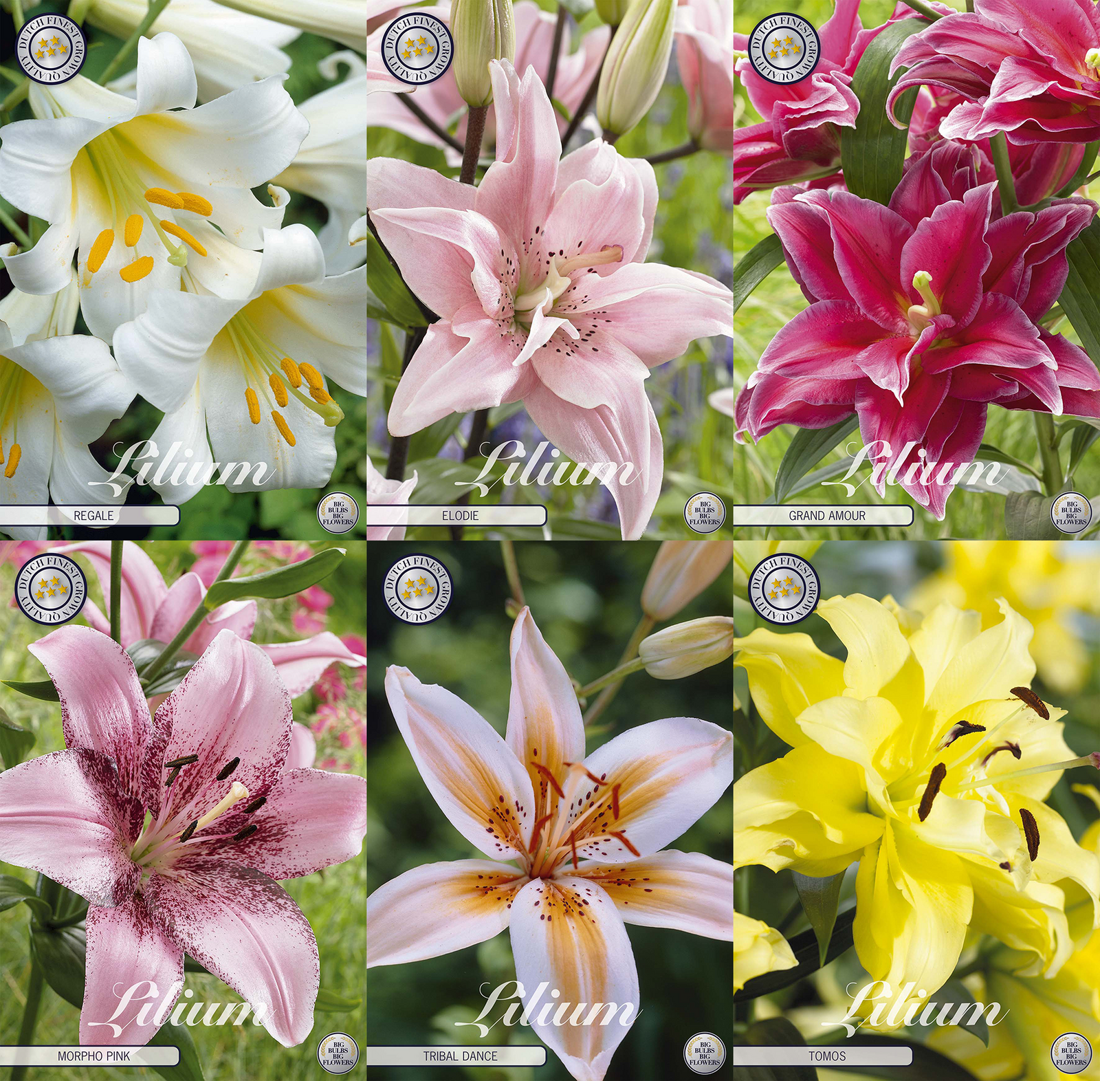 Lily Elegance