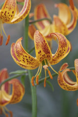Lilium Martagon Sunny Morning