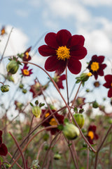 Cosmos Mexican Star