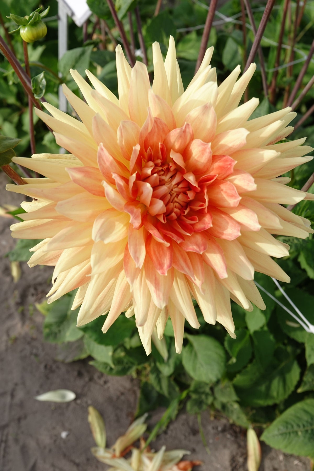 Dahlia Motto