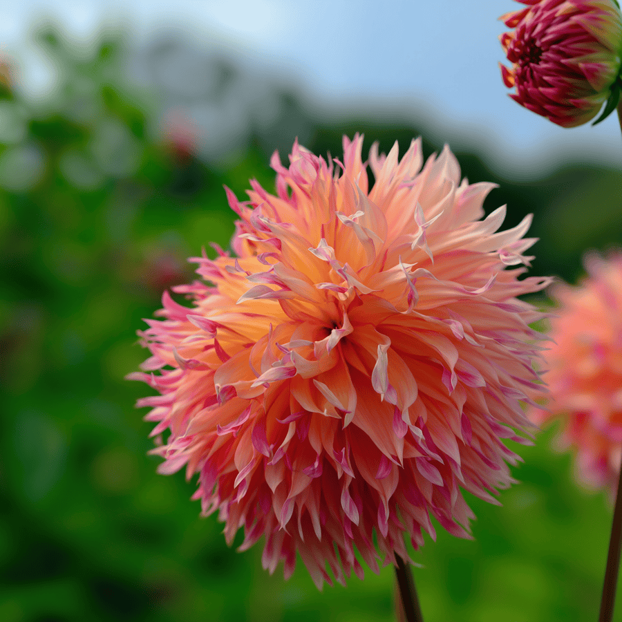 Dahlia Myrtl Folly