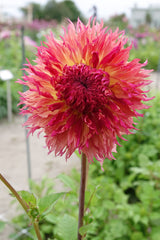 Dahlia Myrtl Folly