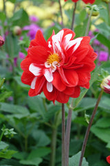 Dahlia Olgas Light
