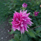 Dahlia Penhill Dark Monarch