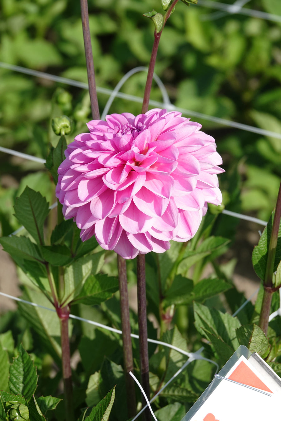 Dahlia Pink Pop