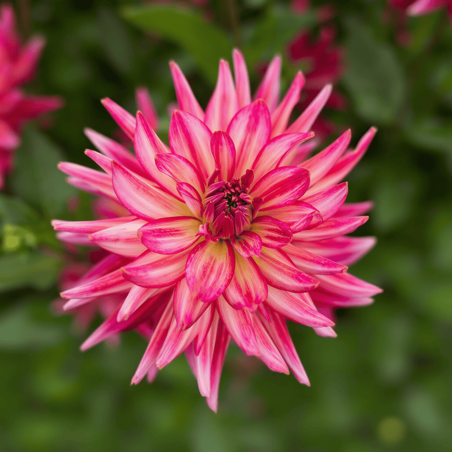 Dahlia Pinkie Swear