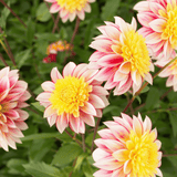Dahlia Polka
