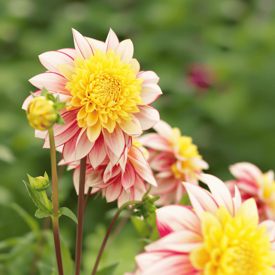 Dahlia Polka