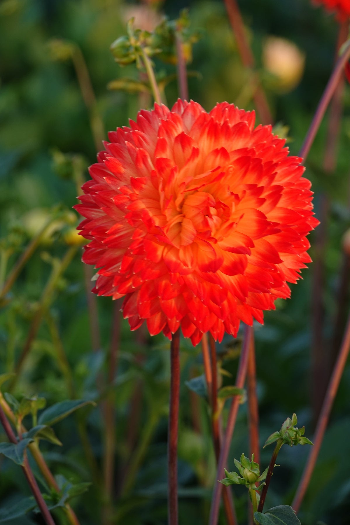 Dahlia Procyon