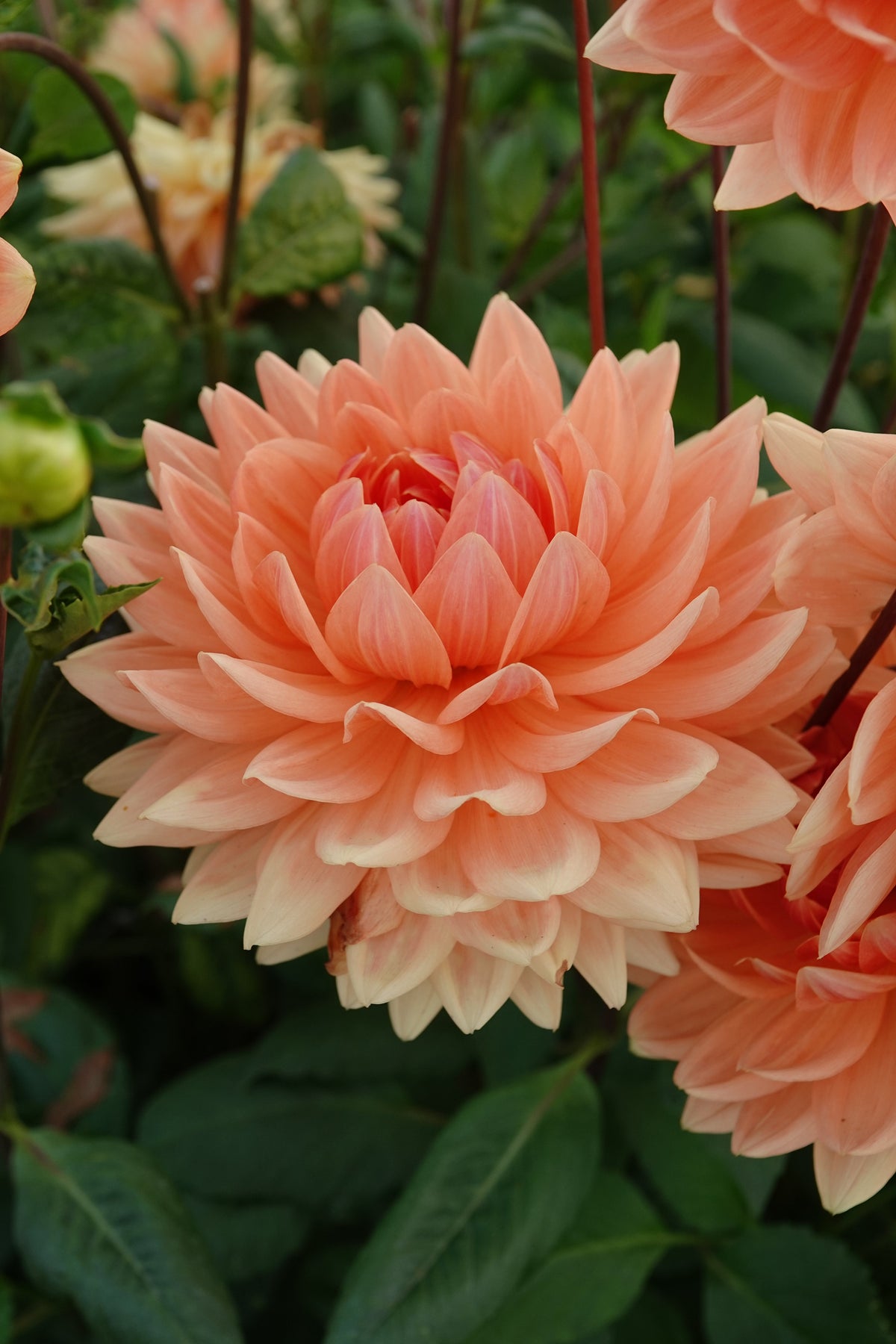 Dahlia Rancho